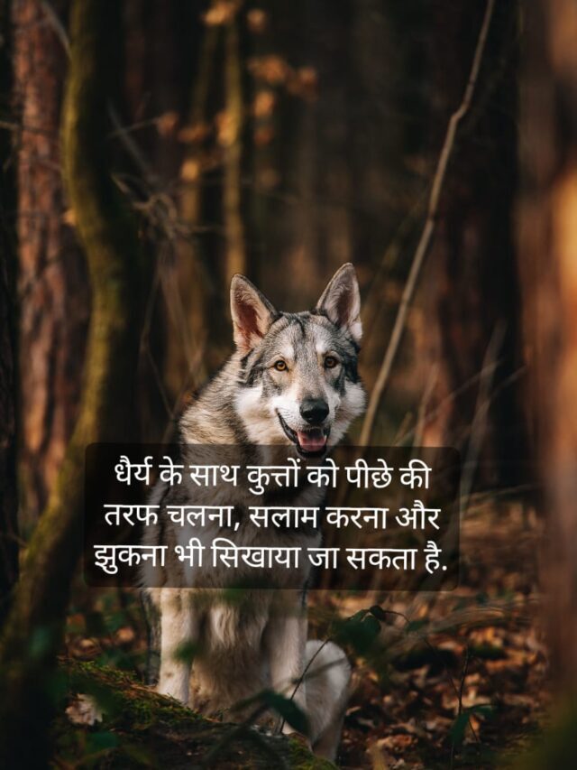 Dog Facts in Hindi-Amazing Dog Facts